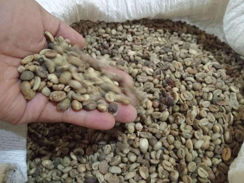 Coffee Bean Prices in Kerinci Remain Stable